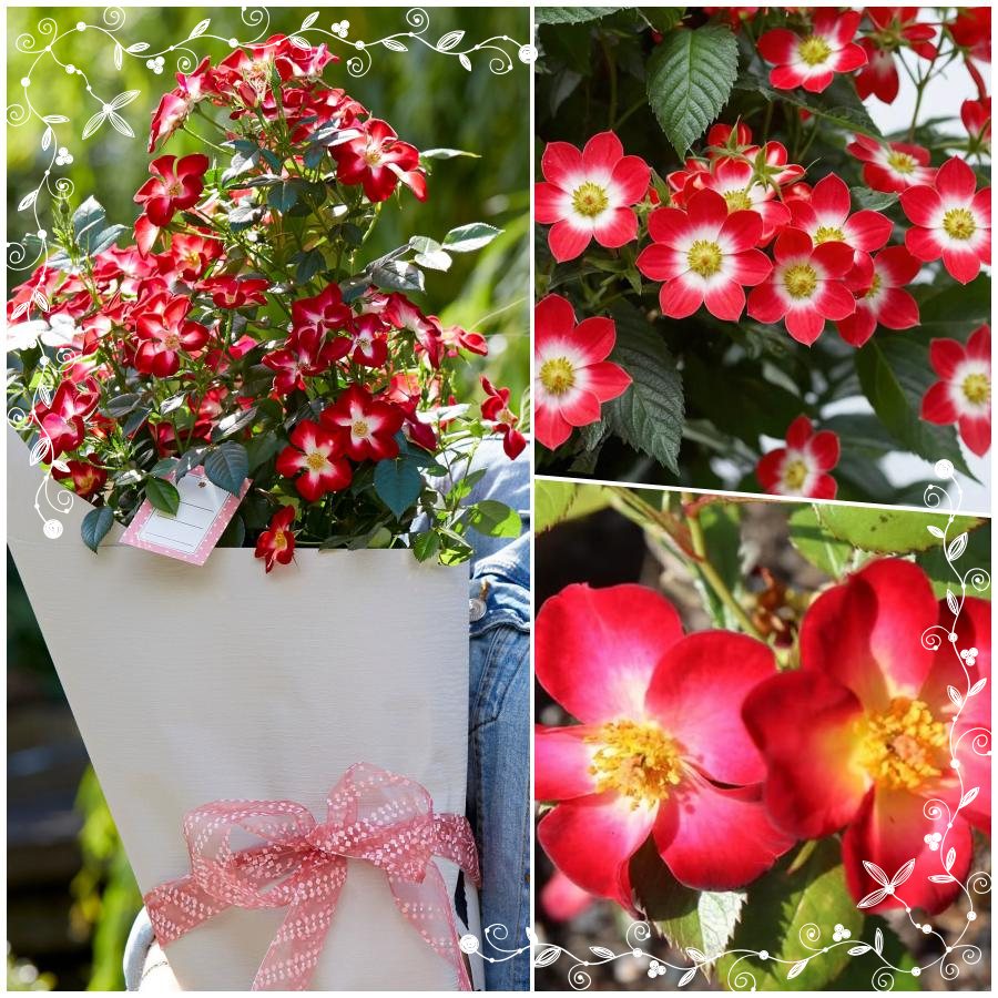 Everglow Ruby róża miniaturowa